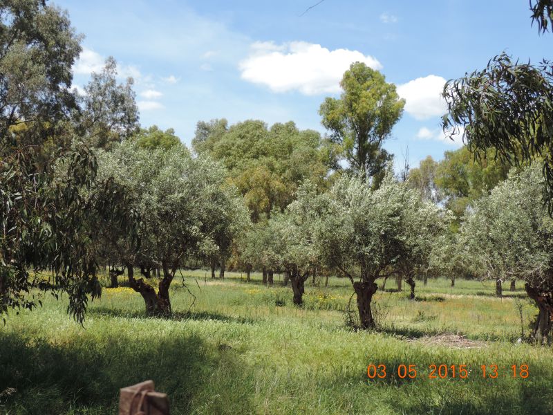 Γιατί να καταστραφεί το πράσινο του Καλυμπακίου; (video) 6 DSCN0867