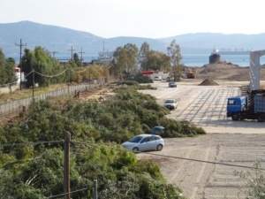 Πογκρόμ κατά 40 ευκαλύπτων στο Καλυμπάκι! 6 DSC03074