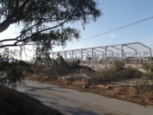 Πογκρόμ κατά 40 ευκαλύπτων στο Καλυμπάκι! 7 DSCF5654