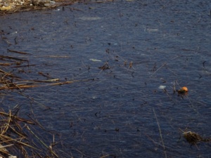 DSC02900 640x480